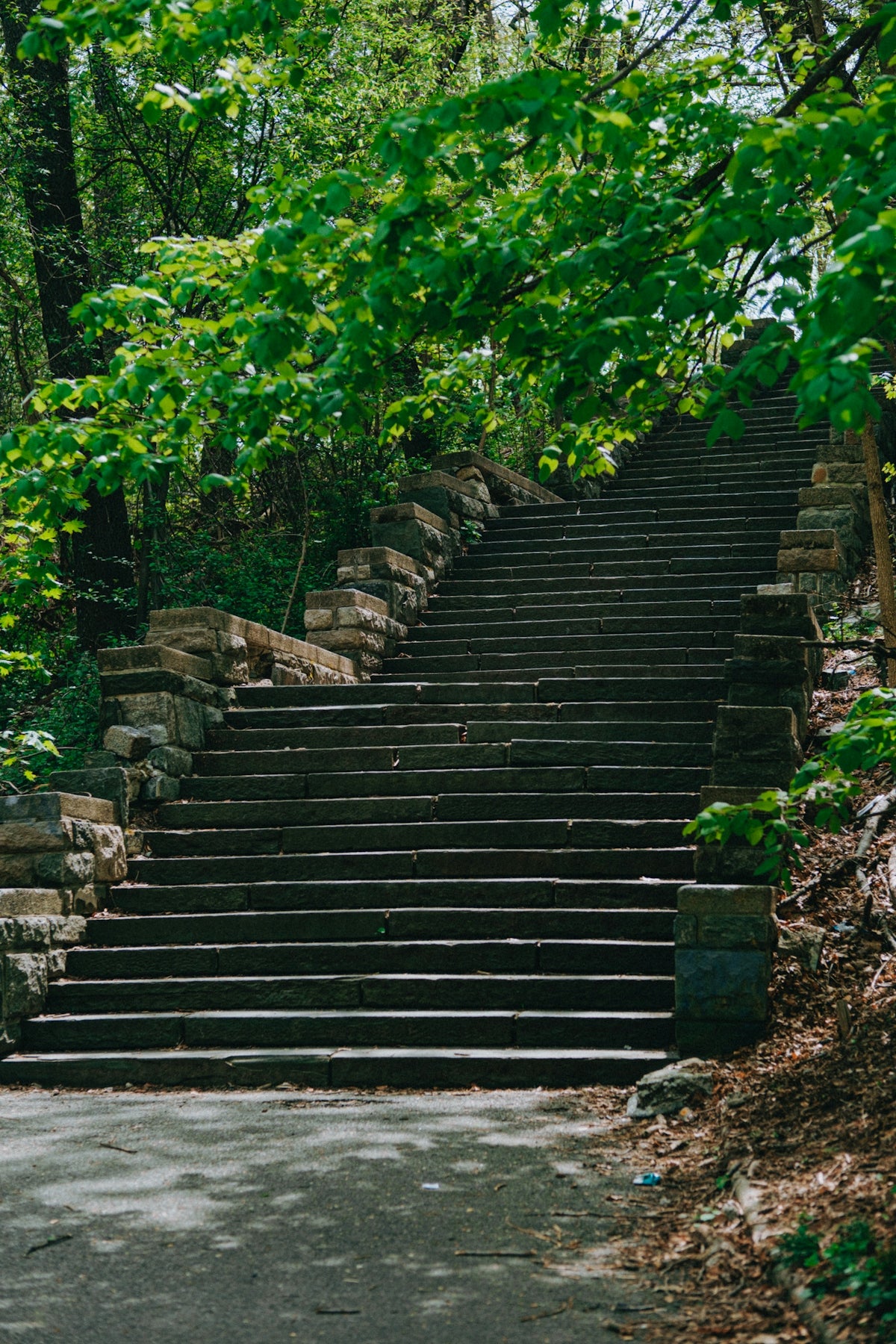 a bunch of steps that are next to some trees
