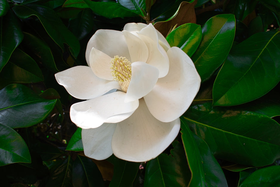 A beautiful white magnolia flower with green leaves.
